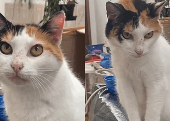 Jovem mostra sua gata de 22 que parece muito mais jovem e relato viraliza