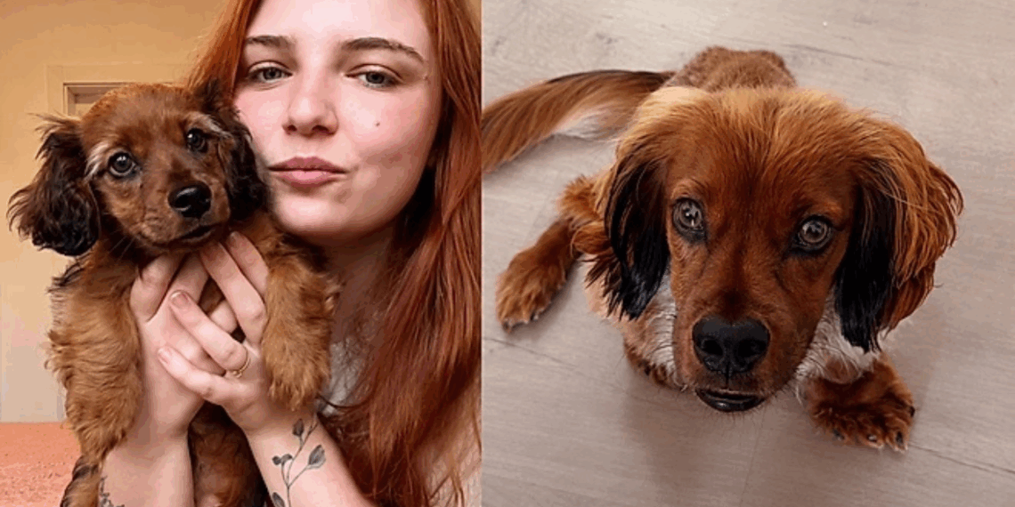 Cachorrinho com condição rara encanta ao passear pelas ruas de Gramado
