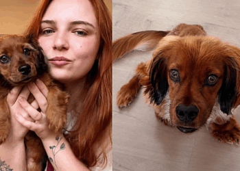 Cachorrinho com condição rara encanta ao passear pelas ruas de Gramado
