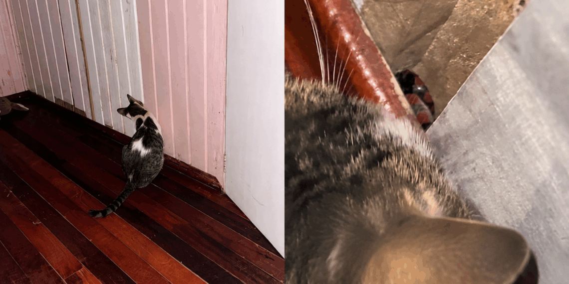 Gato muda comportamento perto da parede e tutora percebe ameaça escondida em casa