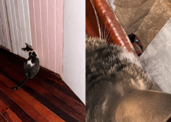 Gato muda comportamento perto da parede e tutora percebe ameaça escondida em casa