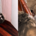 Gato muda comportamento perto da parede e tutora percebe ameaça escondida em casa