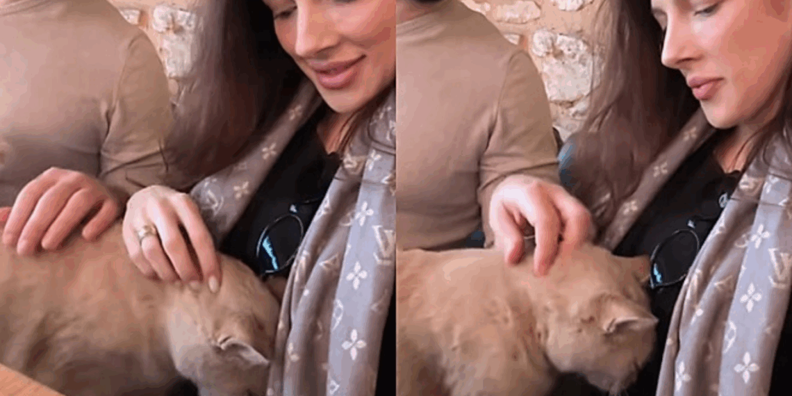 Gato invade colo de turista na Turquia e reação dias depois surpreende casal