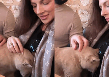 Gato invade colo de turista na Turquia e reação dias depois surpreende casal