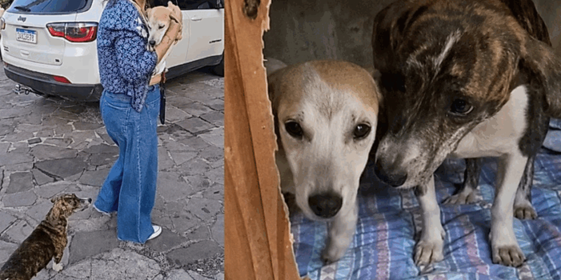 Cadela segue filhote durante resgate e reação emociona voluntários