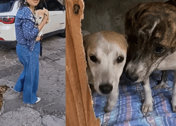 Cadela segue filhote durante resgate e reação emociona voluntários
