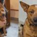 “Uma das raças mais inteligentes”: cão vai para adoção após drama familiar