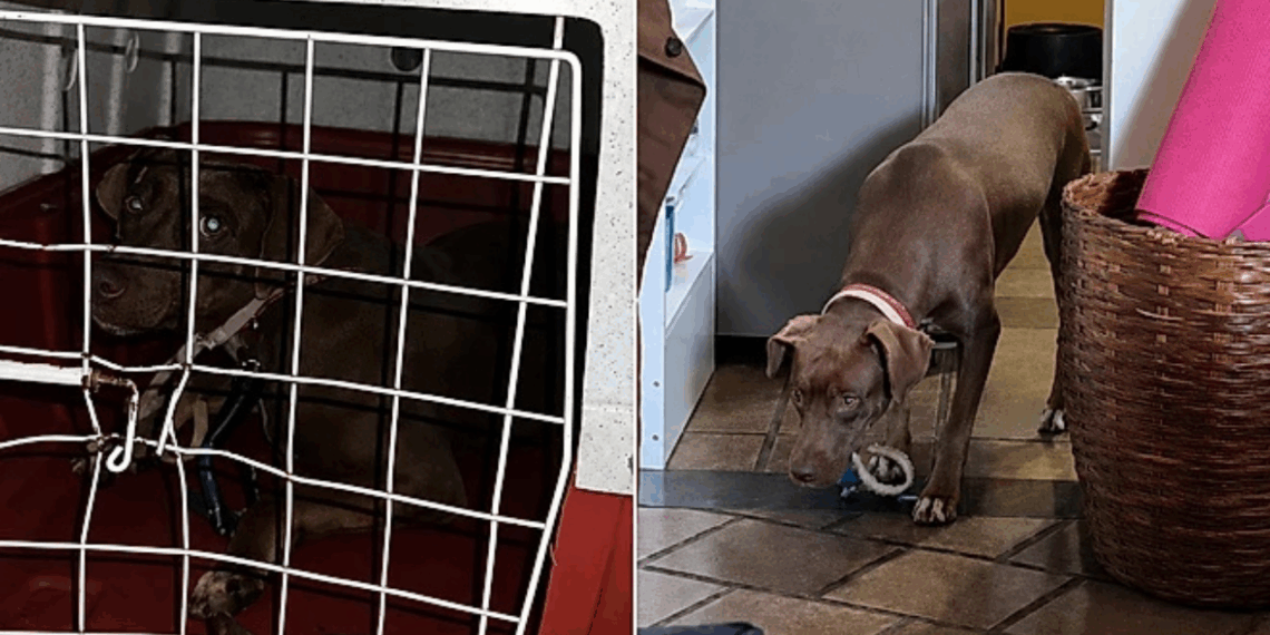 Após 24 horas escondida na caixinha, cachorrinha dá seus primeiros passos pela casa