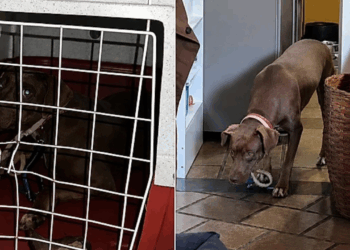 Após 24 horas escondida na caixinha, cachorrinha dá seus primeiros passos pela casa