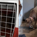 Após 24 horas escondida na caixinha, cachorrinha dá seus primeiros passos pela casa