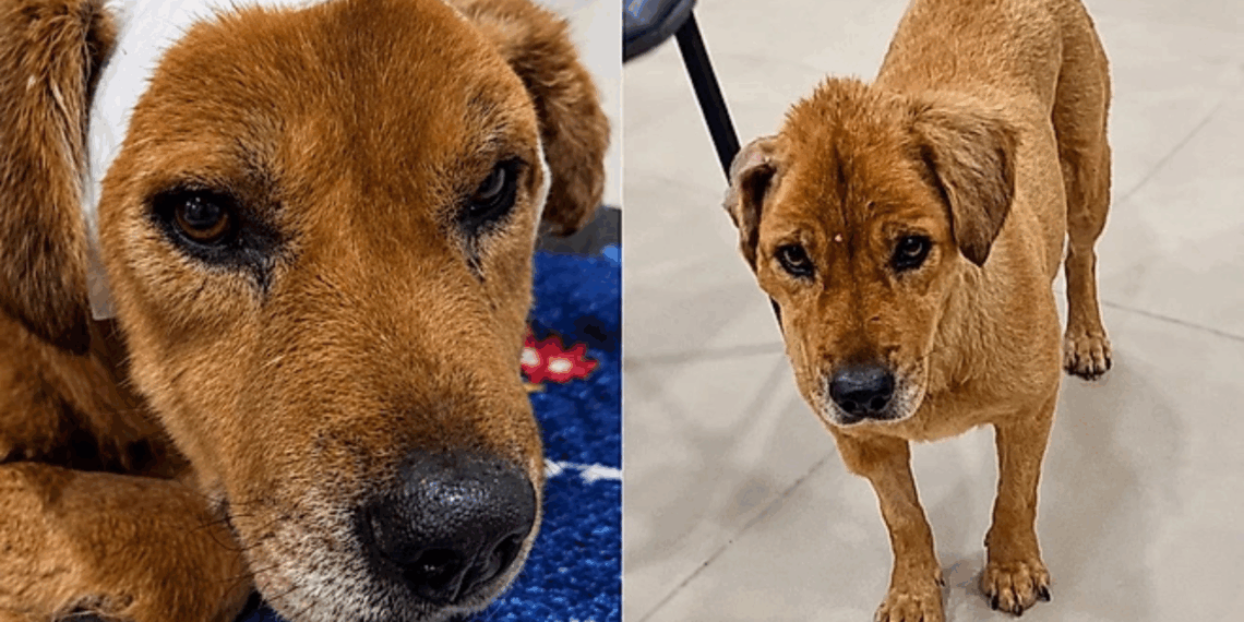 Cachorra resgatada dentro de saco plástico e com feridas graves, cadela surpreende equipe veterinária com sua recuperação