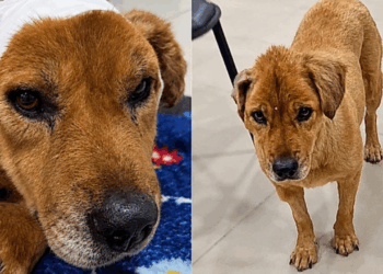 Cachorra resgatada dentro de saco plástico e com feridas graves, cadela surpreende equipe veterinária com sua recuperação