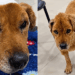Cachorra resgatada dentro de saco plástico e com feridas graves, cadela surpreende equipe veterinária com sua recuperação