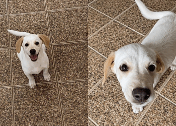 Filhote nascido em abrigo vê irmã ser adotada e segue esperando sua chance