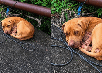Cachorrinha cercada por moscas muda completamente após atitude de rapaz em estrada de MG