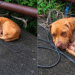 Cachorrinha cercada por moscas muda completamente após atitude de rapaz em estrada de MG
