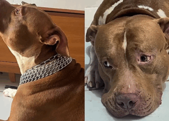 Pitbull passa dias uivando no portão após sumiço da gata que criou em casa