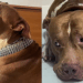 Pitbull passa dias uivando no portão após sumiço da gata que criou em casa