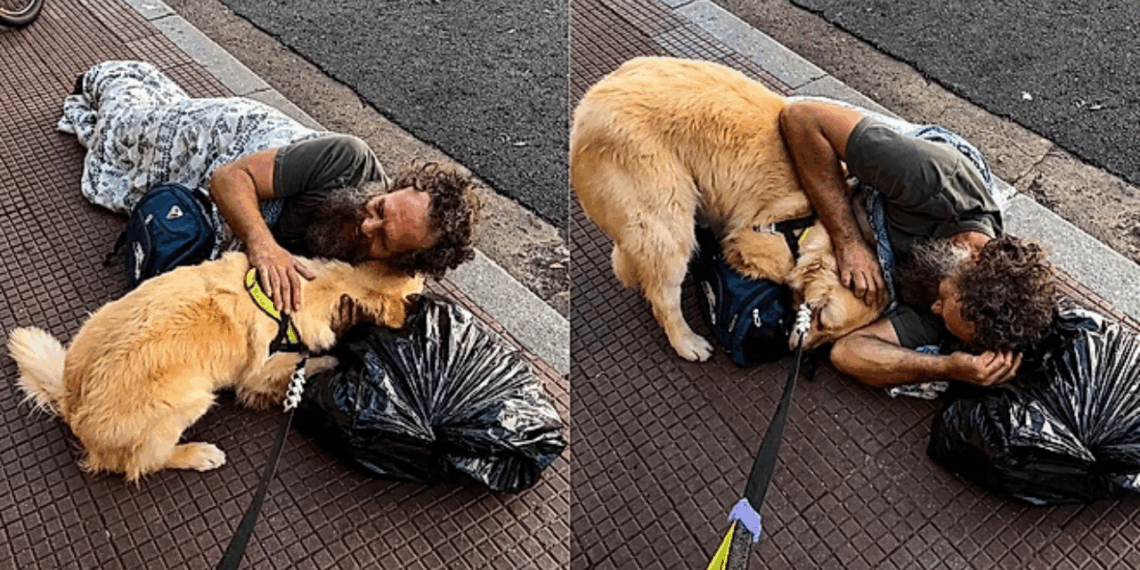 Golden retriever para ao lado de homem na calçada e reação emociona milhões