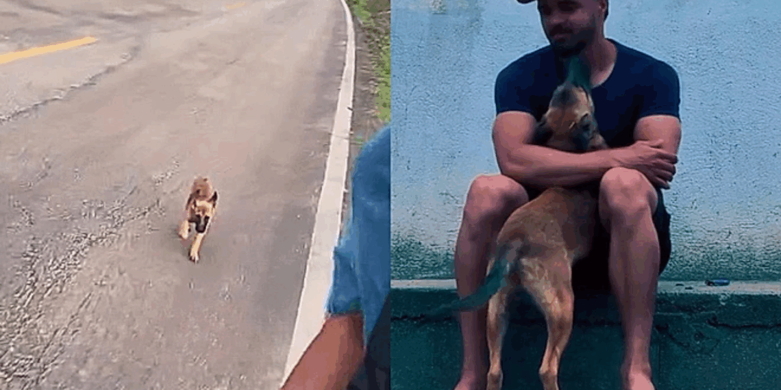 Filhote ferido segue corredores por 28 km e atitude no fim emociona a internet