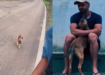 Filhote ferido segue corredores por 28 km e atitude no fim emociona a internet
