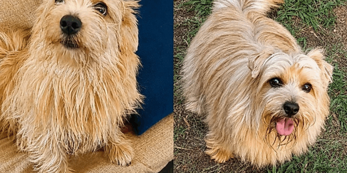 Cachorro confundido com “fiapo de manga” revela raça rara no Brasil