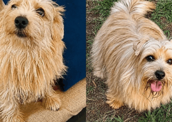 Cachorro confundido com “fiapo de manga” revela raça rara no Brasil