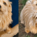 Cachorro confundido com “fiapo de manga” revela raça rara no Brasil