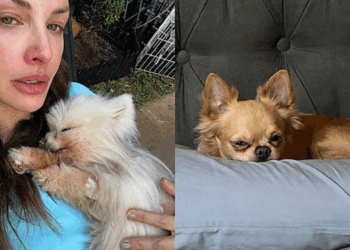 Influencer se emociona ao ver novo cão repetir gestos de pet que partiu