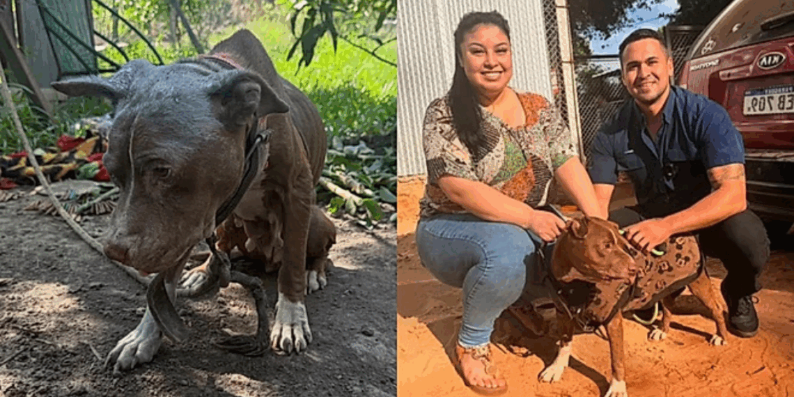 Policial resgata pitbull amarrada e emociona ao mostrar seu recomeço