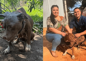 Policial resgata pitbull amarrada e emociona ao mostrar seu recomeço
