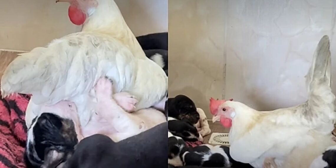 Sem a mamãe biológica, os cachorrinhos acharam colo onde ninguém esperava
