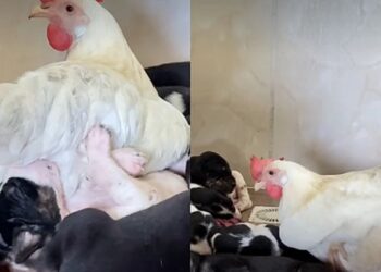 Sem a mamãe biológica, os cachorrinhos acharam colo onde ninguém esperava