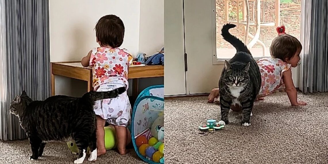 Descartada por ser agressiva, gata encontra nova família e emociona ao cuidar de bebê
