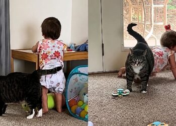 Descartada por ser agressiva, gata encontra nova família e emociona ao cuidar de bebê