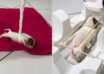 Filhote prematura emociona ao fazer exercícios improvisados para fortalecer o corpo