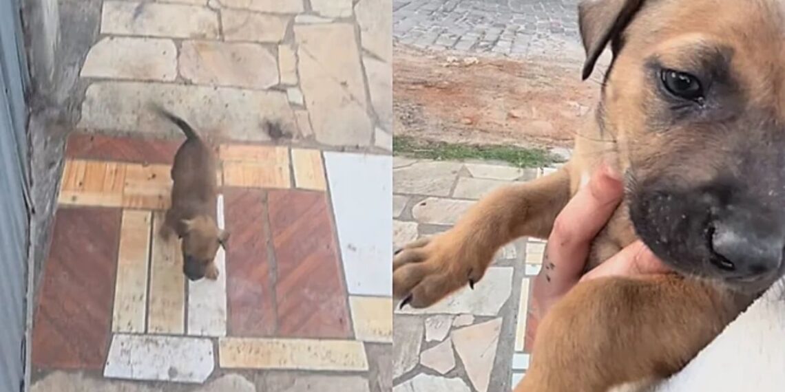 Cachorrinha apareceu no portão, entrou sem convite e mudou a vida de uma família