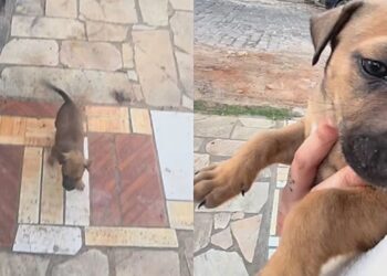 Cachorrinha apareceu no portão, entrou sem convite e mudou a vida de uma família