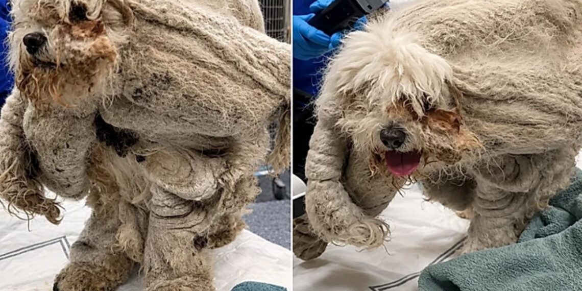 Debaixo de 1,8 kg de pelos, cachorro idoso revelou rosto que ninguém imaginava