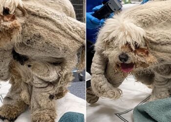 Debaixo de 1,8 kg de pelos, cachorro idoso revelou rosto que ninguém imaginava