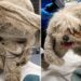 Debaixo de 1,8 kg de pelos, cachorro idoso revelou rosto que ninguém imaginava
