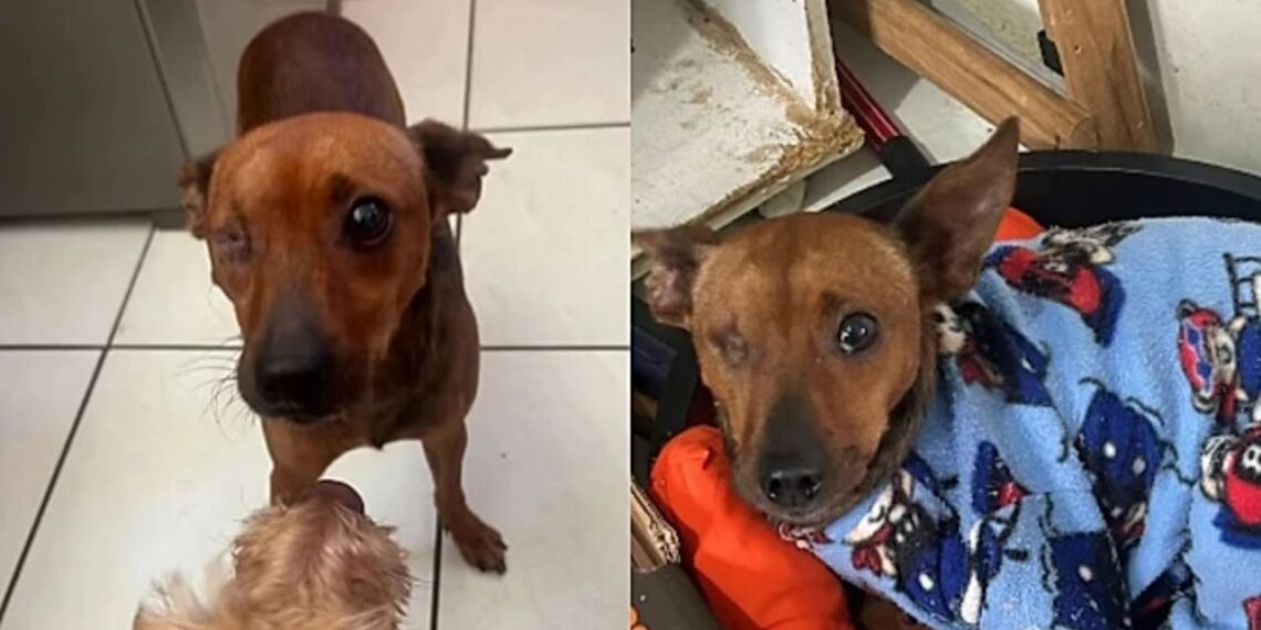 Cãozinho perde um olho após ataques nas ruas e segue sem conseguir adoção