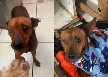 Cãozinho perde um olho após ataques nas ruas e segue sem conseguir adoção