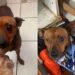 Cãozinho perde um olho após ataques nas ruas e segue sem conseguir adoção