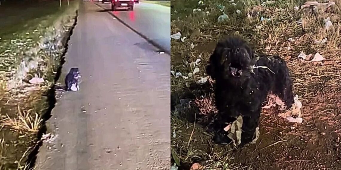 Cachorrinho idoso abandonado em rodovia movimentada emociona após resgate no Distrito Federal