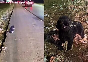 Cachorrinho idoso abandonado em rodovia movimentada emociona após resgate no Distrito Federal