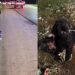 Cachorrinho idoso abandonado em rodovia movimentada emociona após resgate no Distrito Federal
