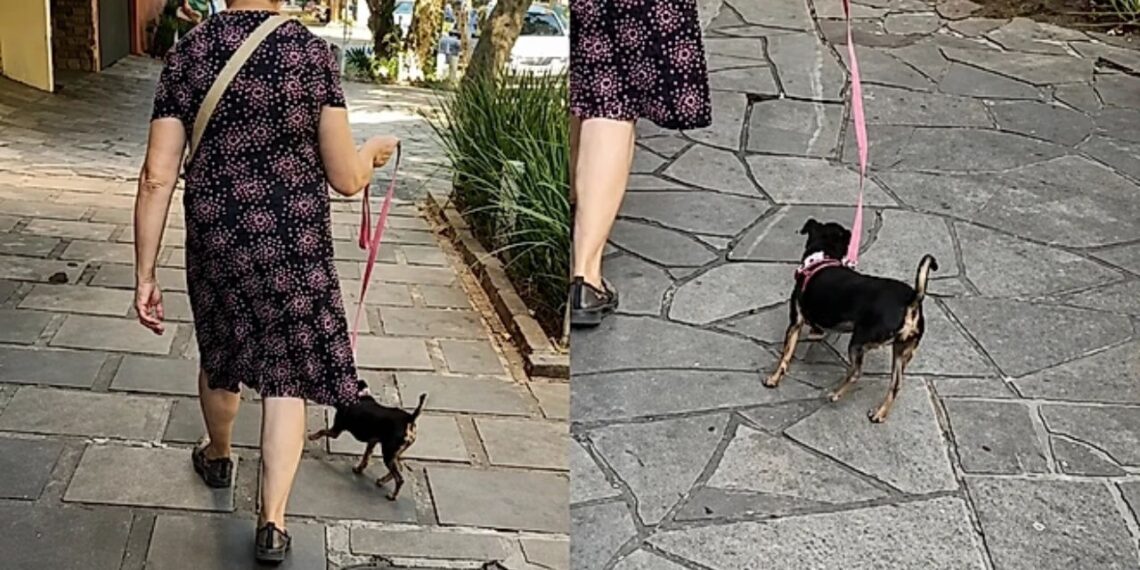 Cachorrinha cheia de energia encontrou um jeito curioso de passear com idosa sem puxar a guia