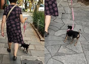 Cachorrinha cheia de energia encontrou um jeito curioso de passear com idosa sem puxar a guia
