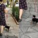 Cachorrinha cheia de energia encontrou um jeito curioso de passear com idosa sem puxar a guia